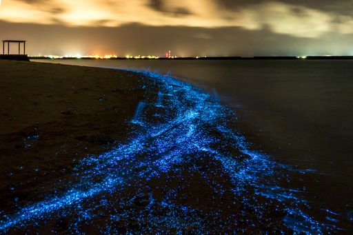 bioluminiscenca
