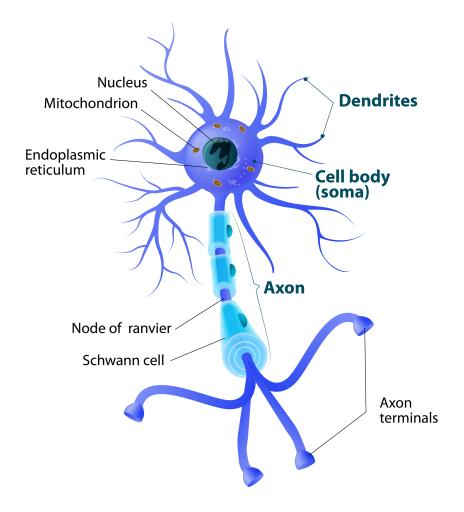 nevron